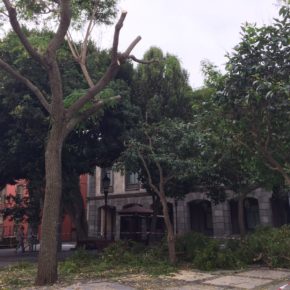 Ciudadanos La Laguna denuncia la poda de árboles en la plaza del Adelantado 