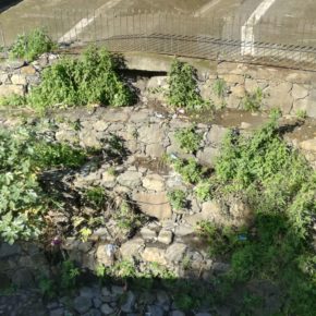 Ciudadanos insta al Ayuntamiento de Teror a llevar a cabo acciones de limpieza y poda en el parque Puente del Pino