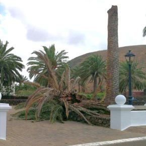 Cs pide al Ayuntamiento de Yaiza que realice un censo y un estudio del estado de las palmeras del municipio
