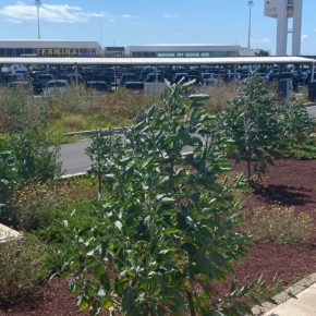 Ciudadanos exige que se solucione la falta de mantenimiento y el mal estado de los jardines del Aeropuerto César Manrique